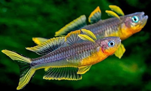 太平洋甜心燕子珍珠霓虹燕子阿鲁珍珠燕子橘色燕子美人鱼草缸活体