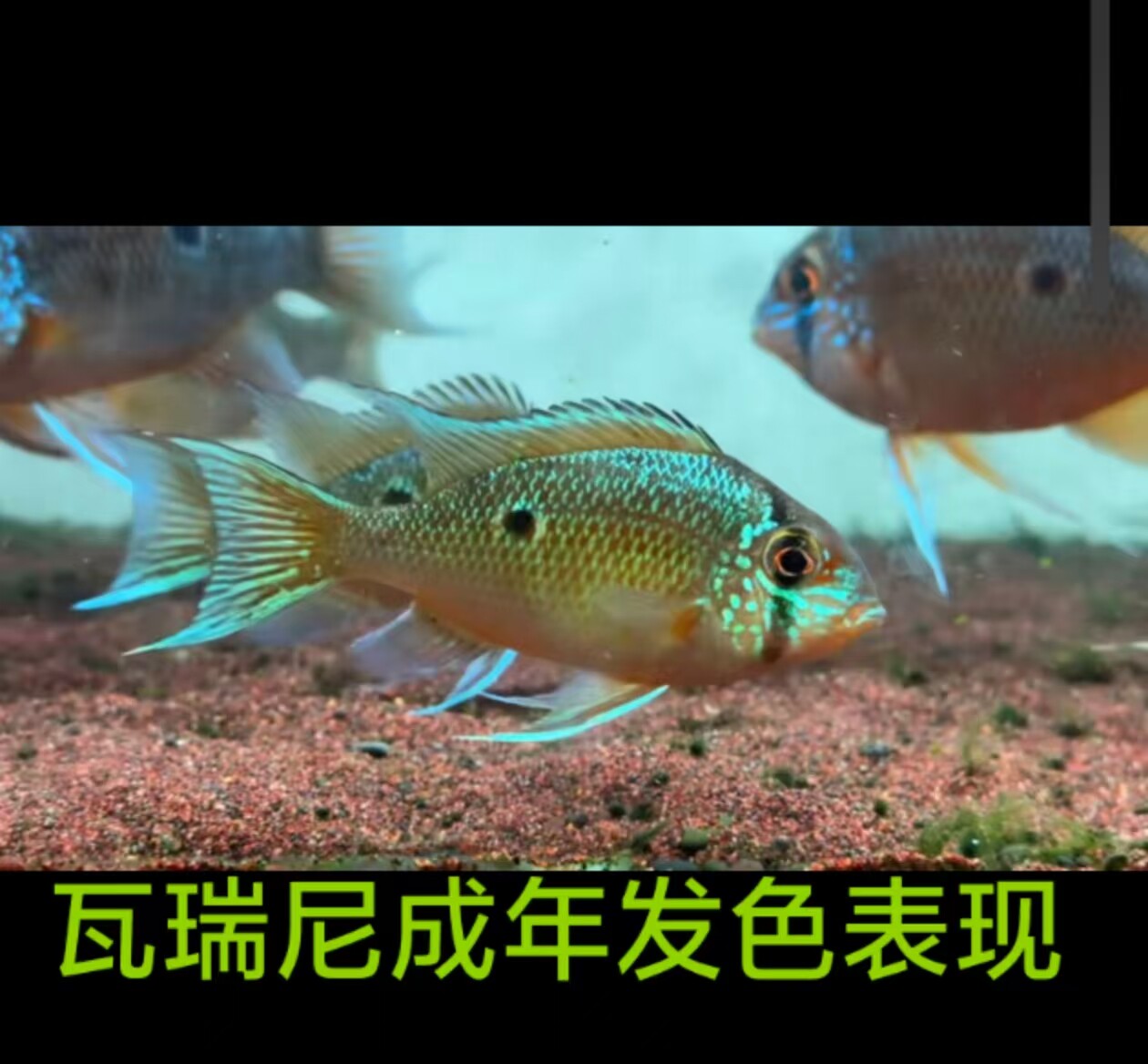 进口野生瓦瑞尼月亮宝石南美食土鲷草缸活体淡水热带鱼观赏鱼