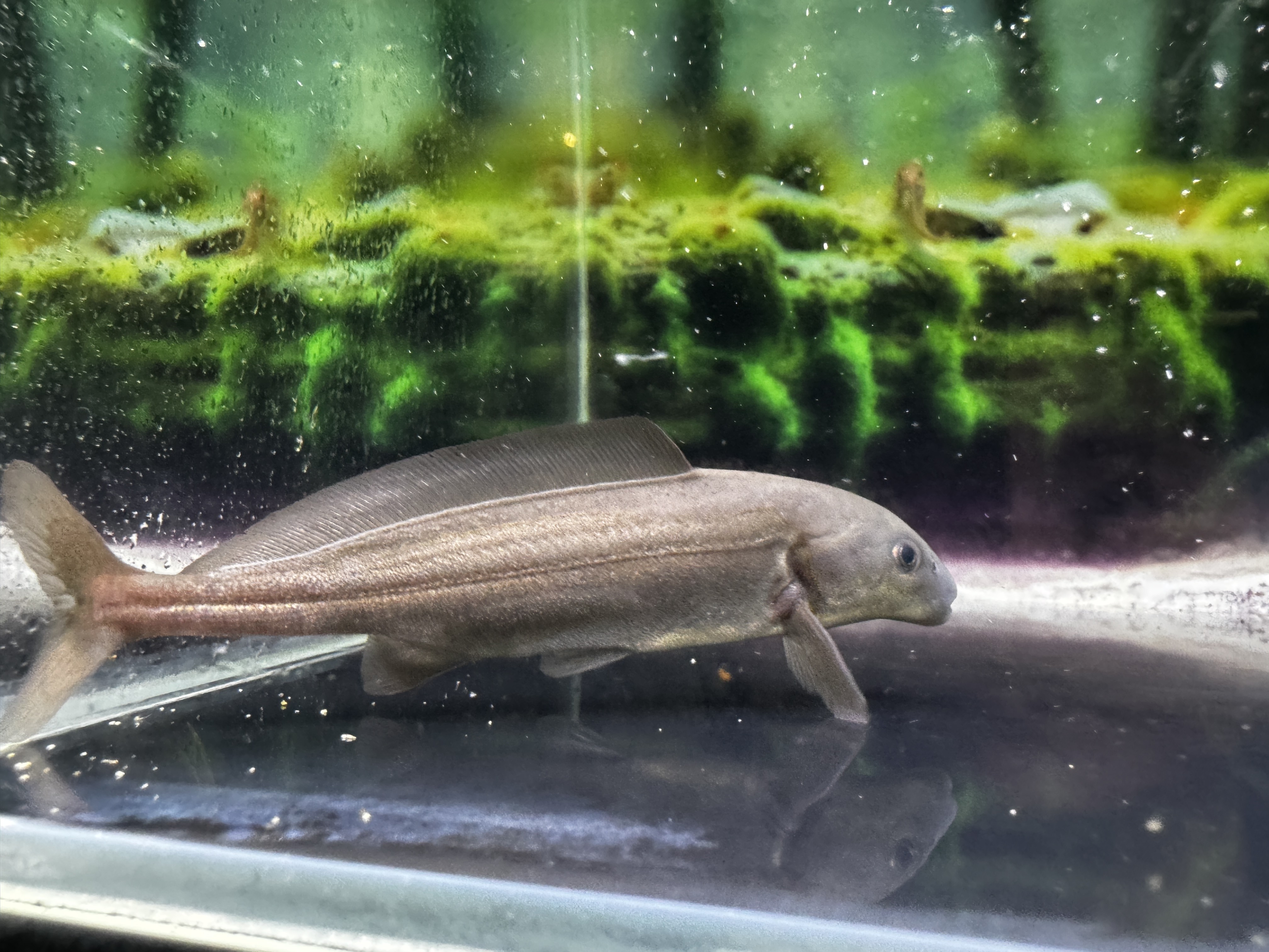 淡水海豚铁甲可以驯顶球的尺寸全品肉食可混2cm以上的鱼无攻击性