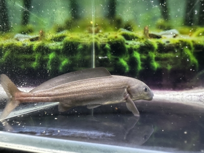 淡水海豚铁甲可以驯顶球的尺寸全品肉食可混2cm以上的鱼无攻击性