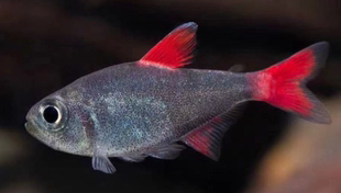 电光毒药黑剑毒药灰太狼灯鱼集邮灯鱼血鳍幽灵进口南美热带观赏鱼