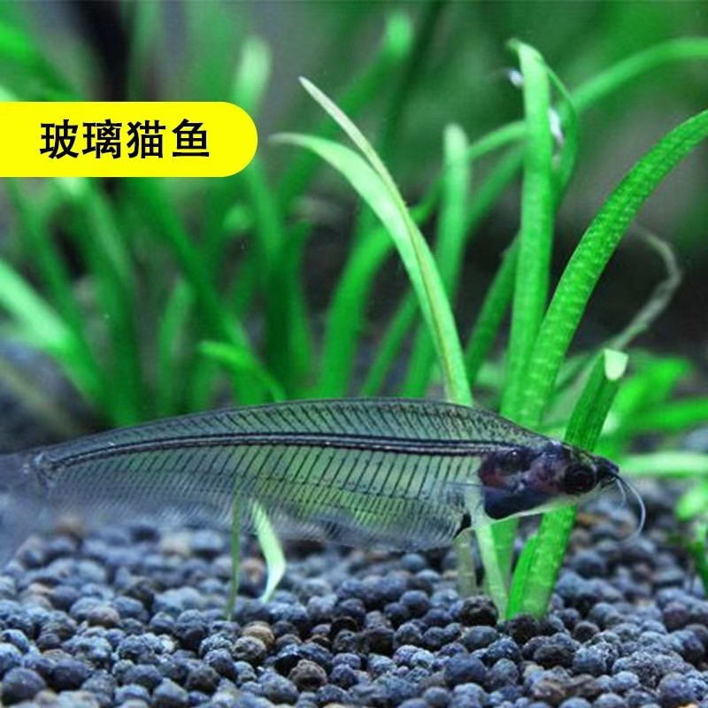玻璃猫玻璃拉拉龙须猫透明群游小型鱼热带淡水草缸南美观赏活体鱼