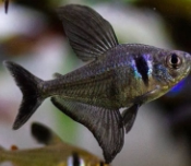 黑幻影鱼扯鳍鱼黑影幻旗黑幻影扯旗群游淡水热带观赏鱼