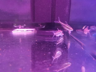 绯红巧克力霓虹灯鱼草缸群游南美鱼观赏鱼可混养灯科鱼温顺不咬鱼