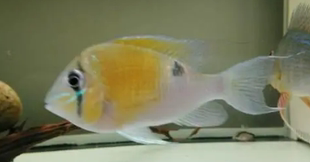 伊塔亚黄腹月亮宝石秘鲁黄腹月亮宝石食土南美草缸小型食土鲷活体