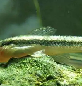 现货小精灵鱼活体老虎小精灵吃黑藻丝藻绿藻热带观赏鱼草缸南美鱼