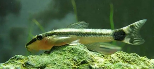 小精灵鱼老虎小精灵木纹小精灵吃黑藻丝藻绿藻热带观赏鱼草缸南美