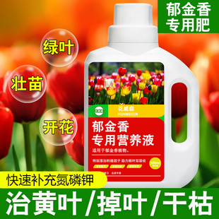 郁金香营养液郁金香肥料专用肥种球爆芽花肥水培植物仙客来营养液