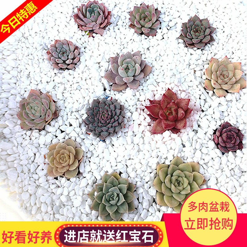 小熊多肉植物组合盆栽花卉创意肉肉乌木玉露织锦雪莲花月夜雨燕座