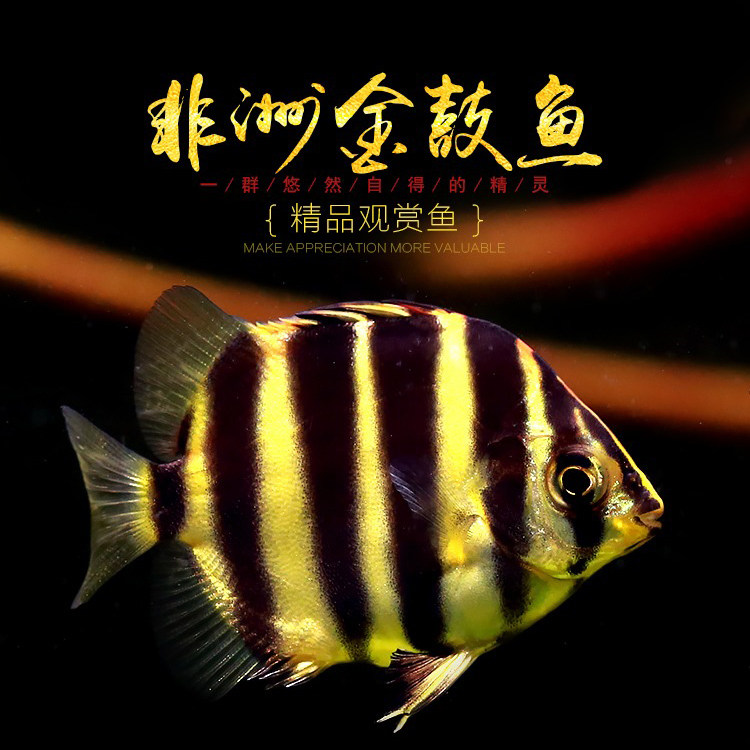 非洲金鼓鱼银鼓红金古淡水热带鱼中大型龙鱼配鱼长明四纹虎鱼活体
