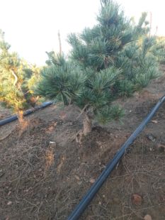 四国短针五针松直播间专拍链接五针松老桩 盆景带土球发货