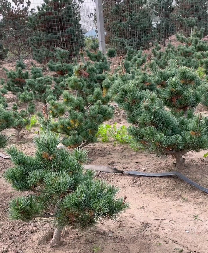 白玉黄五针松清地处理