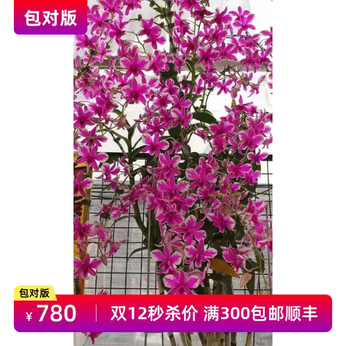 秒杀价 台湾擎天柱高端台湾泼墨秋石斛 巨型泼墨