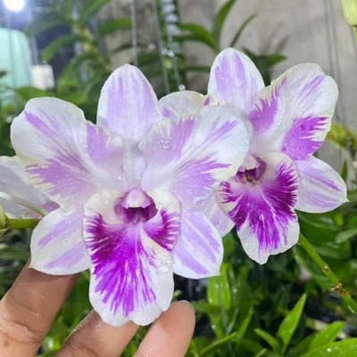 摇钱树品种 偶尔才会有1苗 全球奇缺 台湾龙王仙子高端泼墨秋石斛