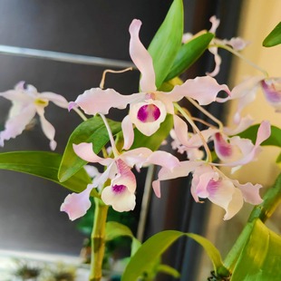 紫霞仙子扭瓣石斛 个体花色 十分漂亮 白底闪着紫色光 淡紫白色花