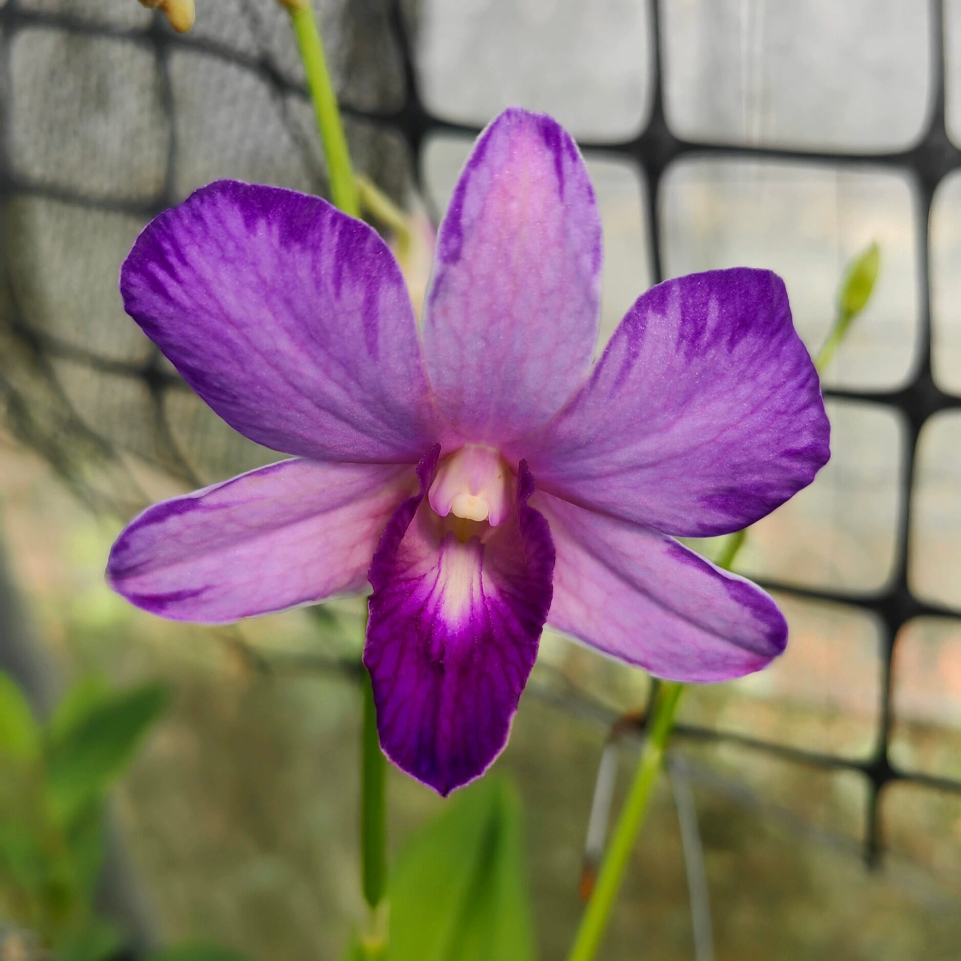 蓝莲花高端台湾泼墨秋石斛 花大非常漂亮