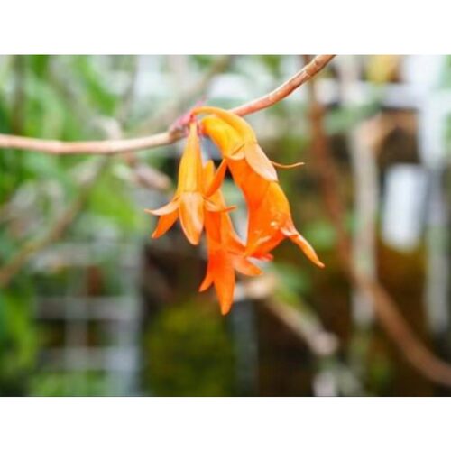 爪哇岛珍贵稀有石斛Den sp 未命名品种