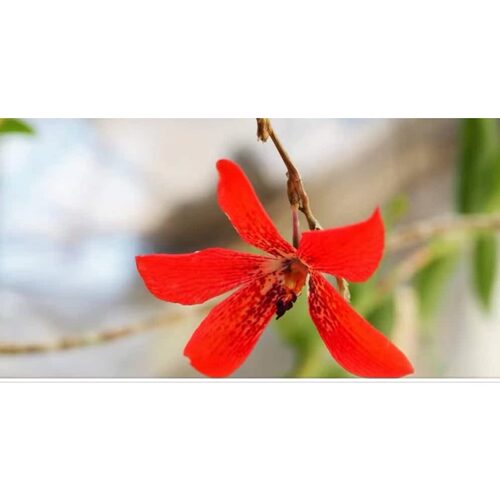 苏门答腊珍贵稀有石斛Den cinnaibarinumi