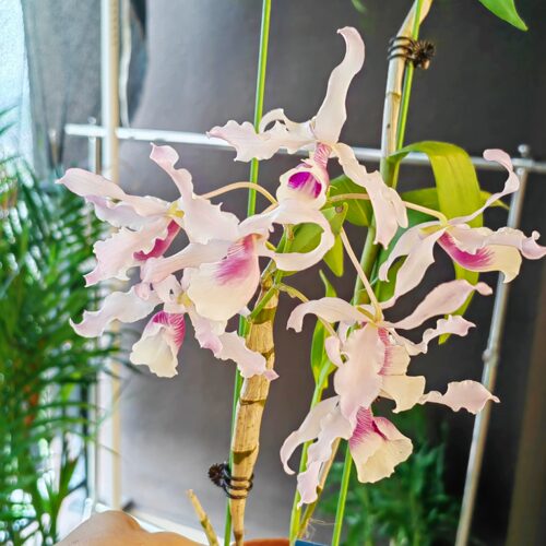 个体扭瓣石斛瑶池仙子 花大绝美 非常很快