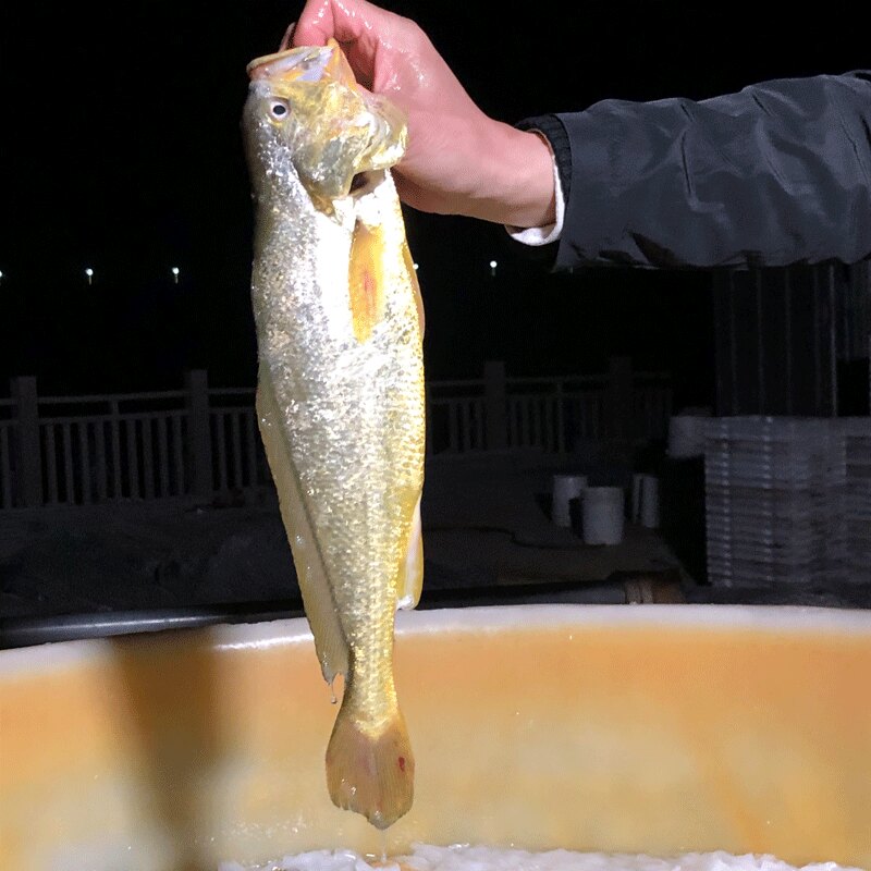 大陈岛生态鲜活大黄鱼