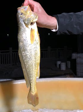 大陈岛生态鲜活大黄鱼