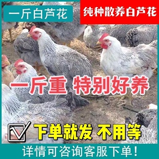 一斤白芦花鸡活苗稻花鸡活体产蛋鸡活鸡彩凤鸡观赏鸡土鸡活苗包活