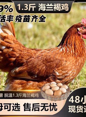 正宗海兰褐产蛋王青年鸡蛋鸡农家