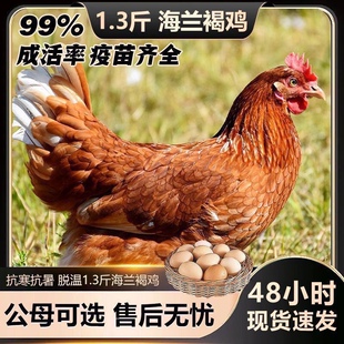 正宗2斤海兰褐产蛋王青年鸡蛋鸡农家散养土鸡笨鸡产蛋王鸡包活