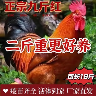 纯种散养2斤九斤红公鸡活苗红玉公鸡活鸡土鸡苗半大公鸡活苗