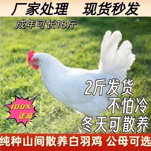 纯种1.5斤高产白羽鸡活苗白来航鸡白羽公鸡活苗药引公鸡产蛋母鸡