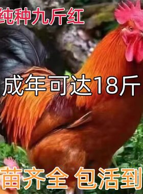 散养1.5斤九斤红大公鸡活苗红玉公鸡活鸡包活土鸡苗散养公鸡活苗