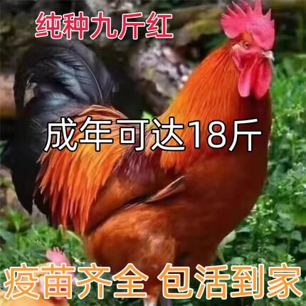 散养1.5斤九斤红大公鸡活苗红玉公鸡活鸡包活土鸡苗散养公鸡活苗