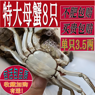 活蟹大闸蟹特大母蟹3.6 3.3两鲜活现货螃蟹兴化红膏蟹河蟹礼盒装