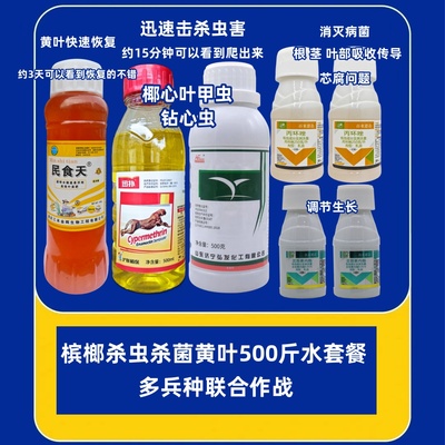 槟榔树黄化病槟榔树烂心黄叶病