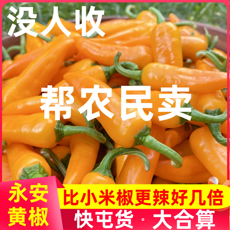 永安黄椒正宗黄辣椒福建魔鬼泡椒小米辣椒剁椒七彩椒朝天新鲜特辣图片