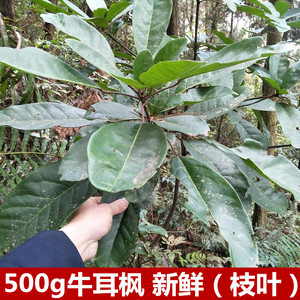 新鲜牛耳枝叶500g老虎岭南