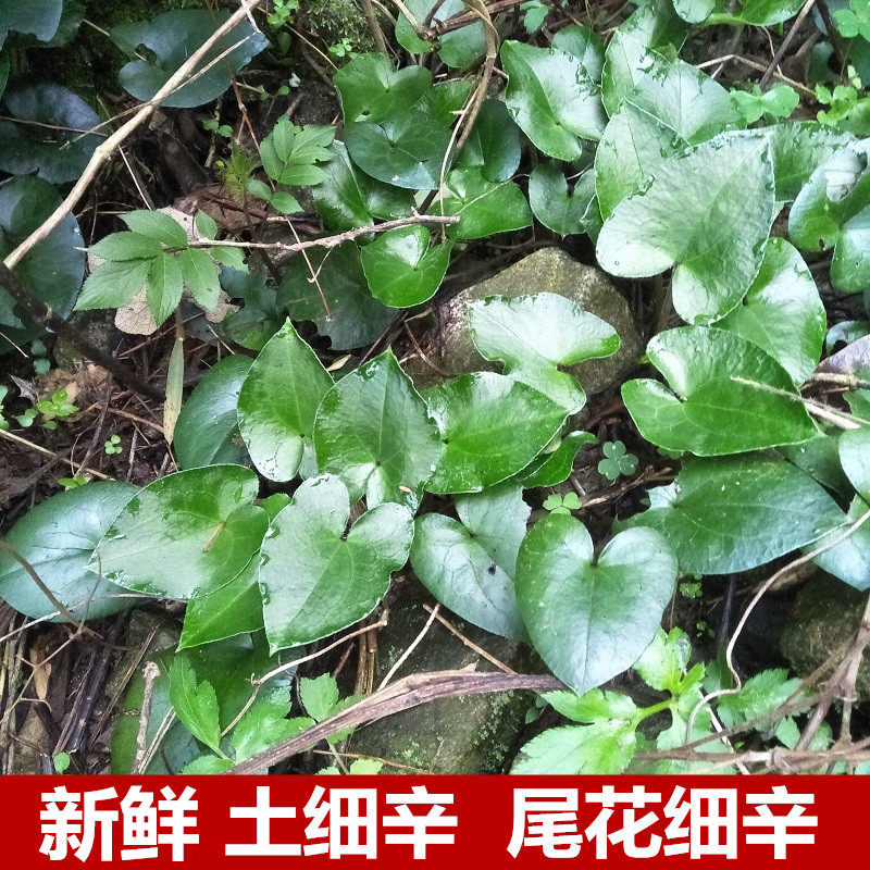 新鲜尾花细辛500g三百马蹄