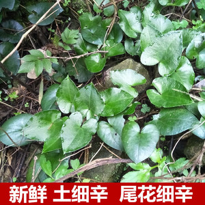 新鲜尾花细辛500g三百马蹄