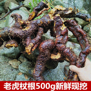 中药材新鲜虎杖500g土大黄酸筒