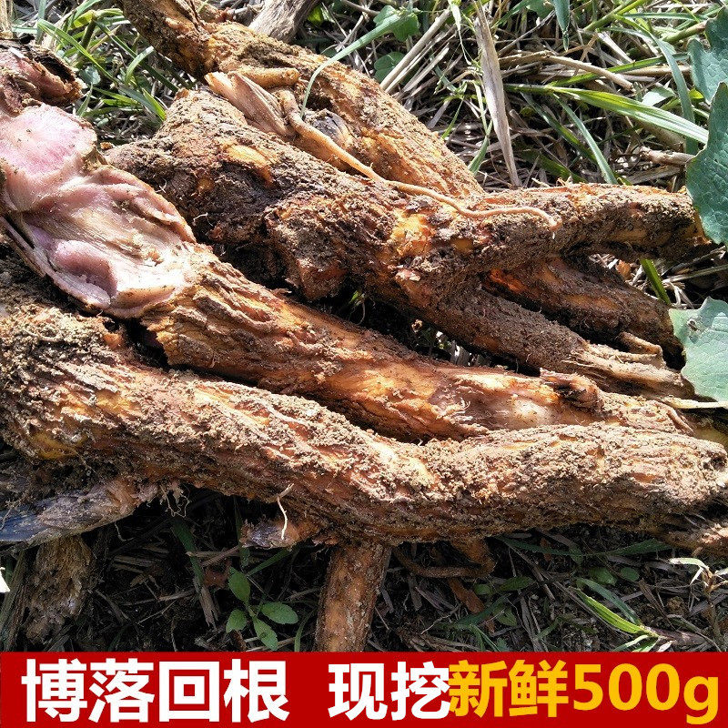 新鲜博落回中草药三钱三