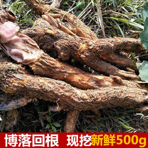 新鲜博落回中草药三钱三