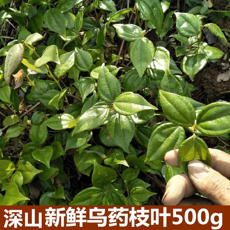 生新鲜乌药叶矮樟500克香桂樟铜钱柴现采现发生乌药茶另有根售