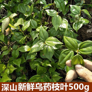 新鲜乌药叶野500克香桂铜钱柴现