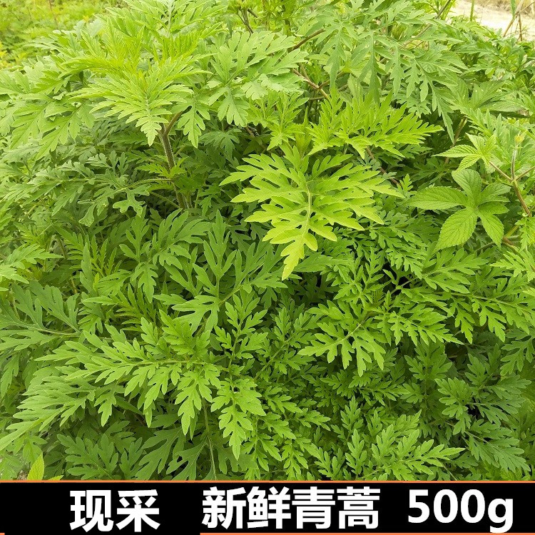 中草药新鲜青蒿500g牛尿蒿黄蒿苦蒿臭蒿黄花蒿全草洗澡包邮 - 实物图