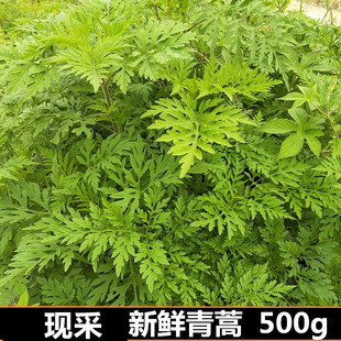 中草药新鲜青蒿500g牛尿蒿黄蒿苦蒿臭蒿黄花蒿全草洗澡包邮