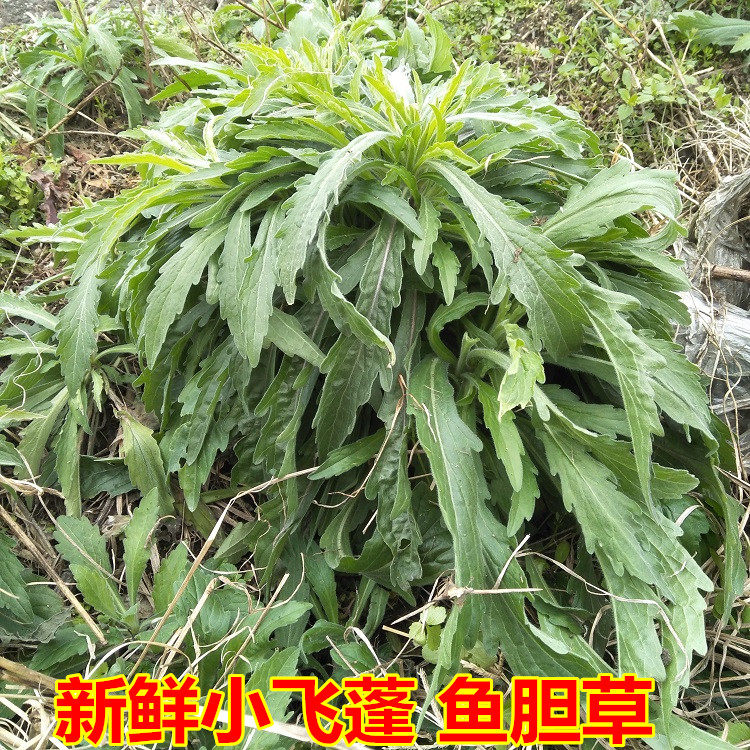 鱼胆草生新鲜小飞蓬草竹叶艾破布艾小白酒草小山艾中铁蒿