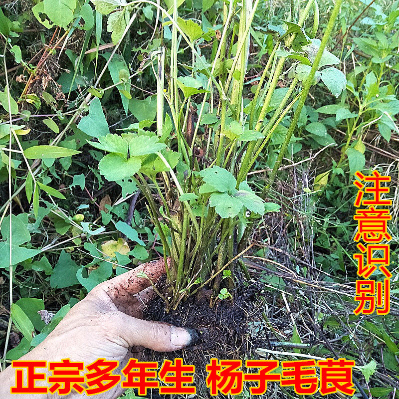 中草药生新鲜扬子毛茛老虎脚鸭脚板起泡菜毛茛500g野茴茴蒜神仙草