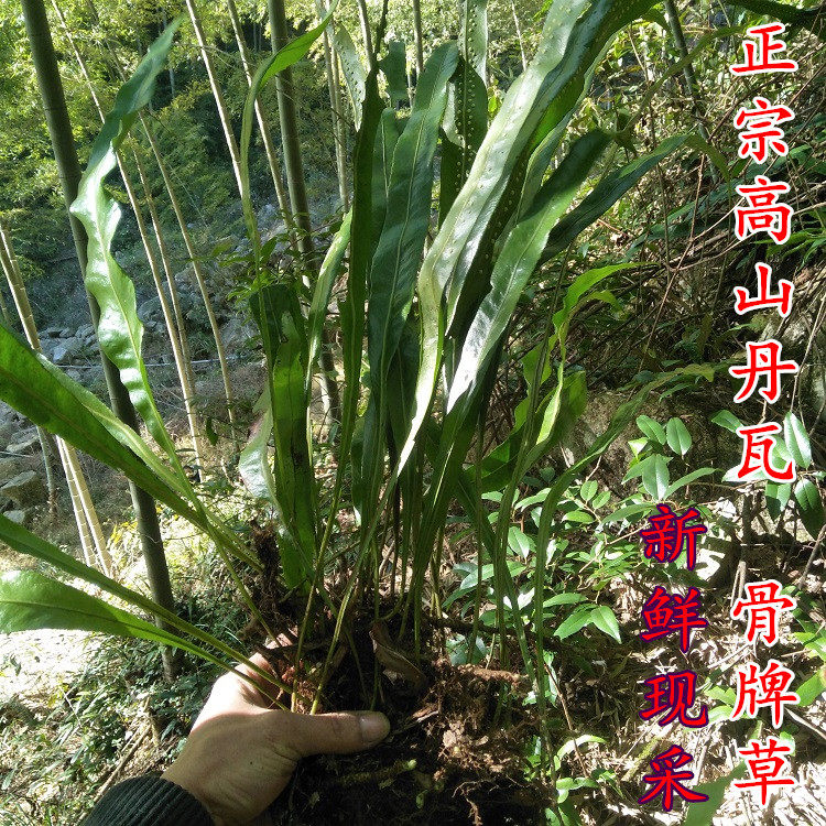 正宗生新鲜瓦韦小叶骨牌草七星草中草药材500g七星剑丹瓦剑草