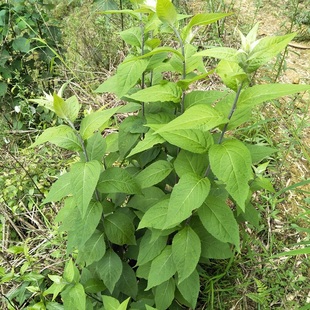 新鲜南刘寄奴奇蒿千粒米细白花九牛草六月霜九里光苦连婆金寄奴