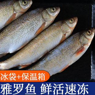 东北冷水华子鱼鲜活速味道清甜肉质细嫩雅罗鱼现冻现发